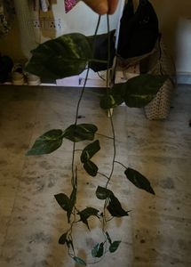 Artificial Plant