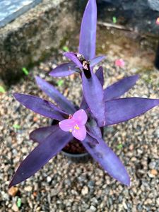 Purple Heart Plant
