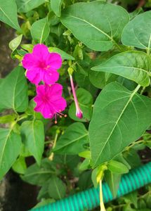 Four O&#39;Clock Flowers