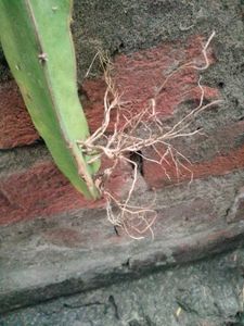 Dragon Fruit Cuttings and with roots combo.