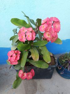 Cactus Flower Plant 🌵
