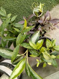 Indoor Plants Collection