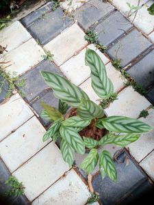 10 Live Root Plants
