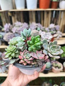 12 succulent Combo