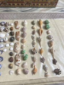 Seashell Collection
