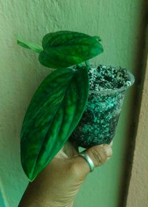 Monstera Peru Variegated