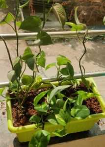 Original Money Plant