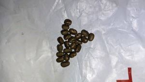 Organic White Aprajita Seeds