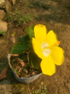 Big Size Yellow Hibiscus Plant With Root