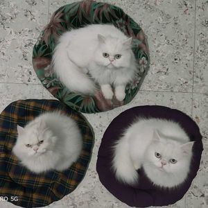 Cat Bed- Set of 3