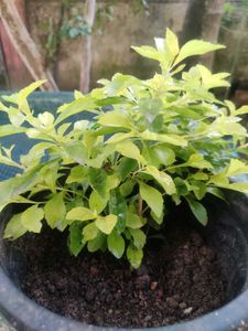 SALE 💥💥🌟Elegant Golden Duranta Plant 🌿✨✨🌿