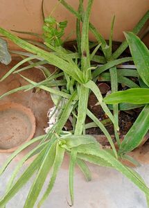Single Alovera Plant