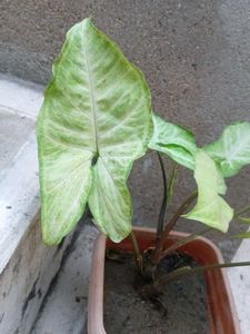 Arrowhead Plant