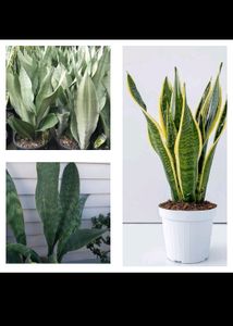 3 Rare Sansevieria Plants