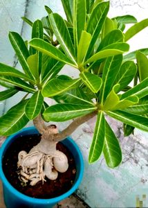 Adenium Desert Rose