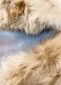 Premium Fur Trimmed Coat,2 Piece set