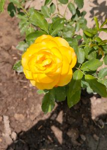 Yellow Rose Plant