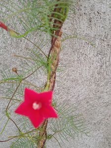 Cypress Vine Seeds