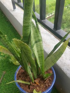 Snack PLANT Without Pot
