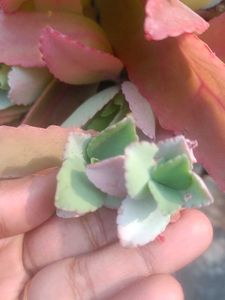 Both Combo Of Pencil Cactus And Stone Plant