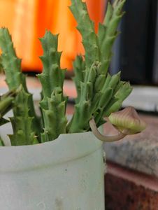 Combo Of 3 Cactus Cuttings