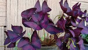 Oxalis triangularis,Christmas Cactus