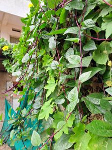 Malabar Spinach (Basella alba),