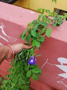 Shanku pushpa Seeds