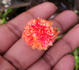 Cinderella 4 Variety Cutting