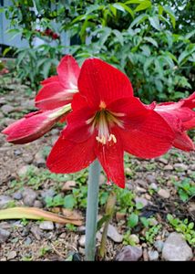 5pc Red Amaryllis