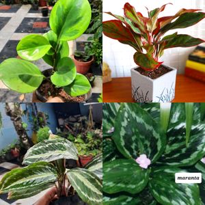 Set Of Plants