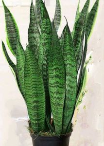 3 Variety Of Sensiviria (Pups)
