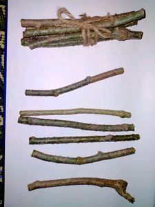 Giloy Stems