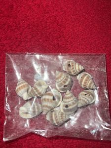 Sea Shells 🐚