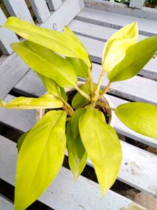 Mix Combo Plants