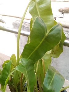 Philodendron Burle Marx