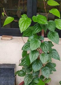 Betel Plant Paan
