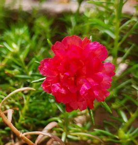 Red Portulaca Flower Plant With Roots