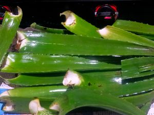 Fresh Organic Full Pulpy Aloevera Medicinal Leaf