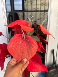 Red Anthurium Arrangement