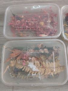 Dried Flowers For Resin