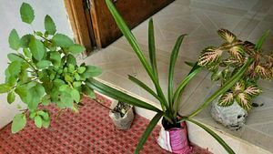 3 set  Colues &amp;Tulasi &amp; Lilly Plants