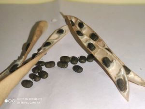 White Butterfly Flowers Seeds