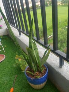 Snack PLANT Without Pot