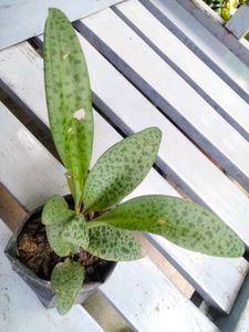 Indoor Plant Variety Pack