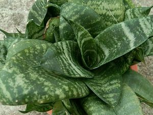 Snake Plant with pot