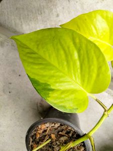 Air Purifying Pothos N Snygonuims Combo Offer.