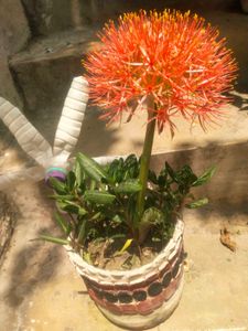 Foot Ball Lilly Flower Plant With Root