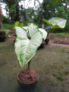 Arrowhead Plant