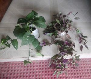 Set 2 Money &amp;Zabronics Plants